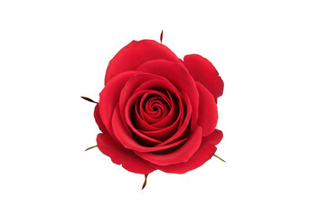 Striking red rose bloom, visually isolated with a transparent background for versatile design use.