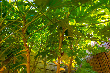 Plants in a mediterranean garden in bright sunlight in springtime, Almere, Flevoland, The...