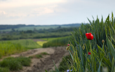 Red poppy in the field. Wild red poppy flowers.