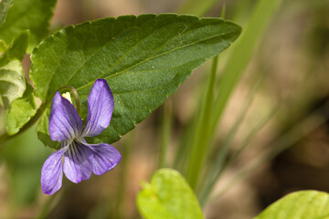 Purple wild flower in the meadow. Spring time.