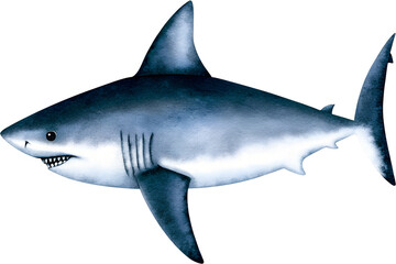 Watercolor illustration of a great white shark on transparent background.
