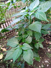 green leaves in the garden