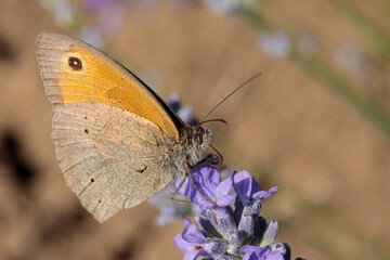 Beautiful butterfly in a lavender field in summer.. The shiny fritillary butterfly (Issoria lathonia), also known as the field fritillary or Latona fritillary. Macro photography