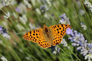Beautiful butterfly in a lavender field in summer..  The shiny fritillary butterfly (Issoria lathonia), also known as the field fritillary or Latona fritillary. Macro photography