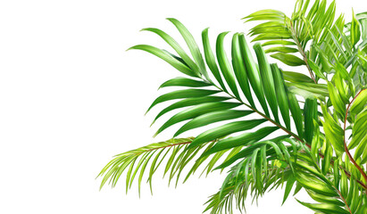 Tropical leaves close-up