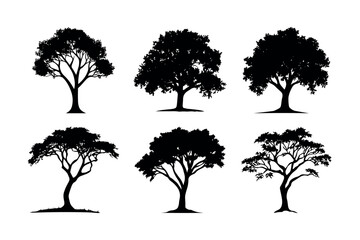 Fototapeta premium Six different tree silhouettes collection