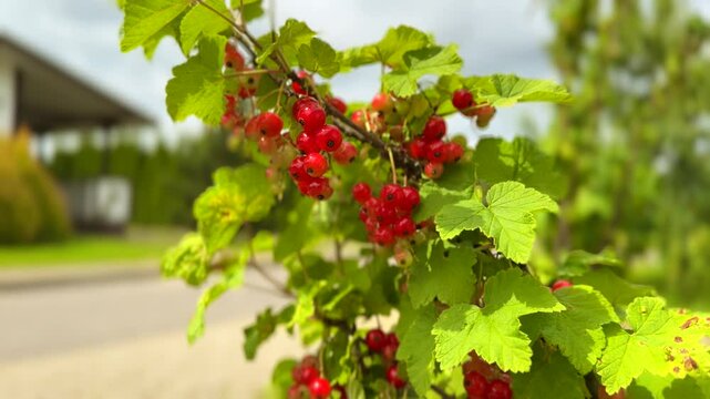 Red currants ripen on the bush in a sunny day. Slow motion