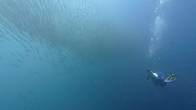 Maratua, Indonesia: Underwater footage of a scuba diver that enjoy a massive school of barracudas in the Chanel dive site in Maratua island in the Derawan archipelago in Kalimantan in Indonesian. 