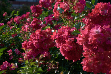 Azalia indyjska, krzew, rododendron