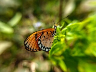 butterfly on a flower