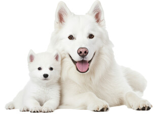 Fototapeta premium alaskan malamute puppy. cute dog with cub