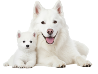 alaskan malamute puppy. cute dog with cub