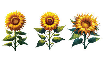 Fototapeta premium Bright Realistic Sunflower Vector Illustration on White Background
