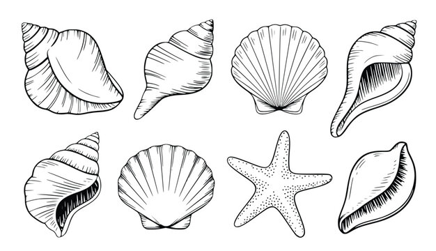 Elegant drawing featuring sea shells and starfish, a timeless collection of marine life in classic monochrome style, silhouette