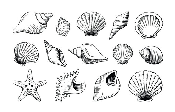 An assortment of meticulously hand-drawn sea shells and a starfish grace a pristine white backdrop, evoking coastal charm and artistic detail, silhouette