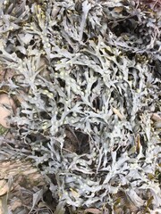 Bladder wrack (Fucus vesiculosus) on UK coast