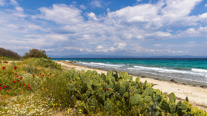 Mediterranean coast with cactus and wildflowers near Afitos, Greece