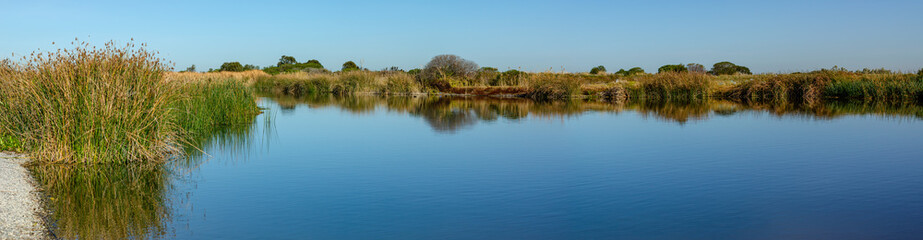 A tranquil wetland at Jawbone Conservation Reserve with native grasses in Williamstown, Melbourne, Australia. The protected habitat supports biodiversity in a suburban environment.