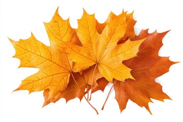 Fototapeta premium Autumnal Serenity Golden Maple Leaves Cascade in a Dance of Seasonal Transition on White Background. Generative Ai
