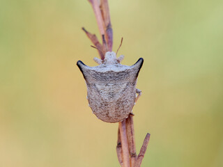 Ventocoris falcatus. It is a species of stink bug