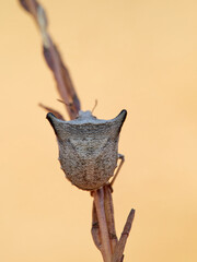 Ventocoris falcatus. It is a species of stink bug