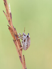 Ventocoris falcatus. It is a species of stink bug