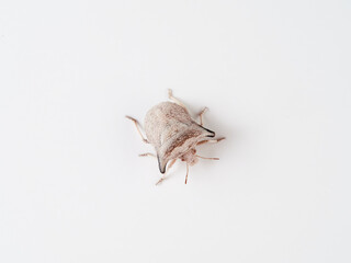 Ventocoris falcatus. It is a species of stink bug