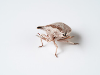 Ventocoris falcatus. It is a species of stink bug