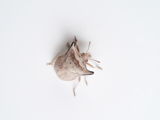 Ventocoris falcatus. It is a species of stink bug