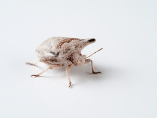 Ventocoris falcatus. It is a species of stink bug