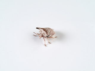 Ventocoris falcatus. It is a species of stink bug