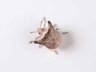 Ventocoris falcatus. It is a species of stink bug