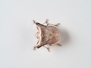 Ventocoris falcatus. It is a species of stink bug
