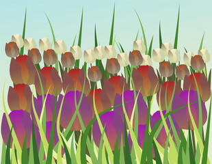Spring tulip field. Bright vector illustration of blooming tulips of different colors.