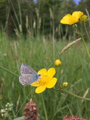 Common blue butterfly (Polyommatus icarus) on buttercup