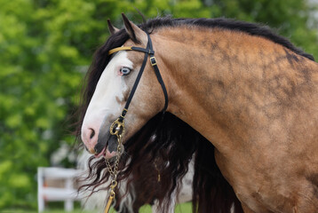  Magnificent Tinker horse with a beautiful mane . Thoroughbred harness gypsy wanner horse in summer green nature portrait .  