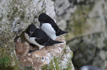 Razorbill pair on cliff 
