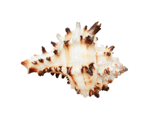 Murex Shell. Spiked Seashell with Brown and White Tones on Transparent Background
