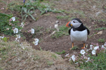 Puffin outside their burrow
