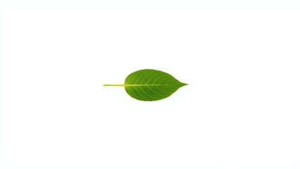 Obraz premium A vibrant green leaf isolated on a white background, showcasing its intricate veins and natural beauty.