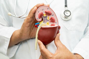 Cardiovascular disease CVD, Asian doctor holding human anatomy model for learn and treat heart...