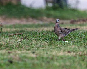 A Spotted Dove