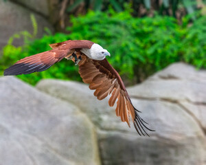 A Brahminy Kite