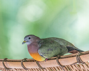 A Pink Necked Pigeon