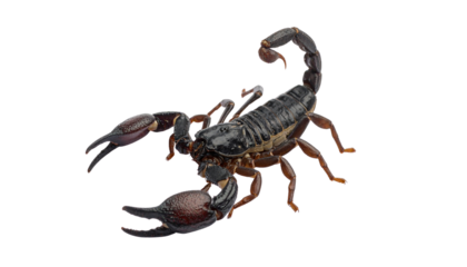 a scorpion isolated on transparent background
