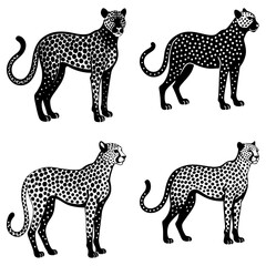 Four cheetahs with black spots standing in different poses in a black and white vector image design