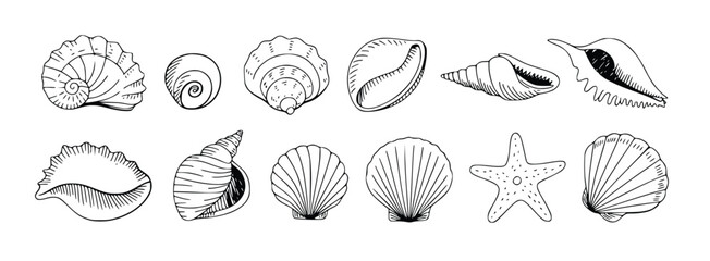 Diverse Seashells Collection Hand Drawn Line Art Ocean Beach Starfish Nature Illustration, silhouette