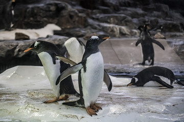 Obraz premium Penguin