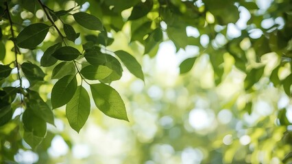 A close-up of vibrant green leaves basking in sunlight, creating a serene and refreshing atmosphere.