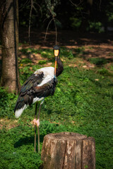 white stork in the grass